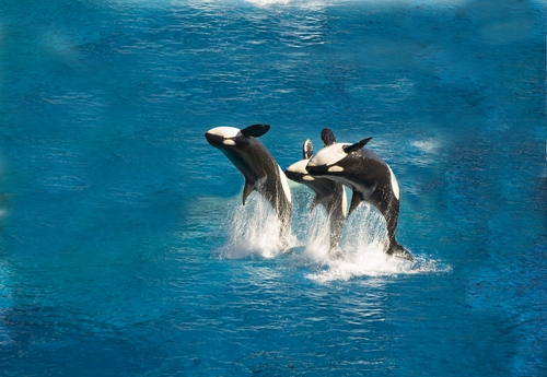 Cool picture of 3 killer whales jumping.